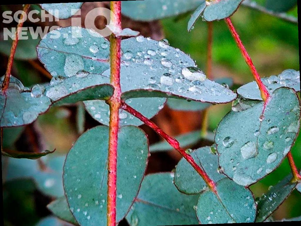 В конце недели в Сочи ожидаются дожди и грозы