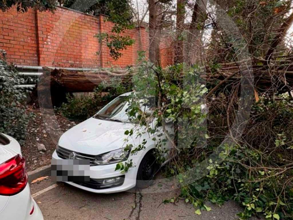 Кипарис упал на автомобиль в Хостинском районе Сочи