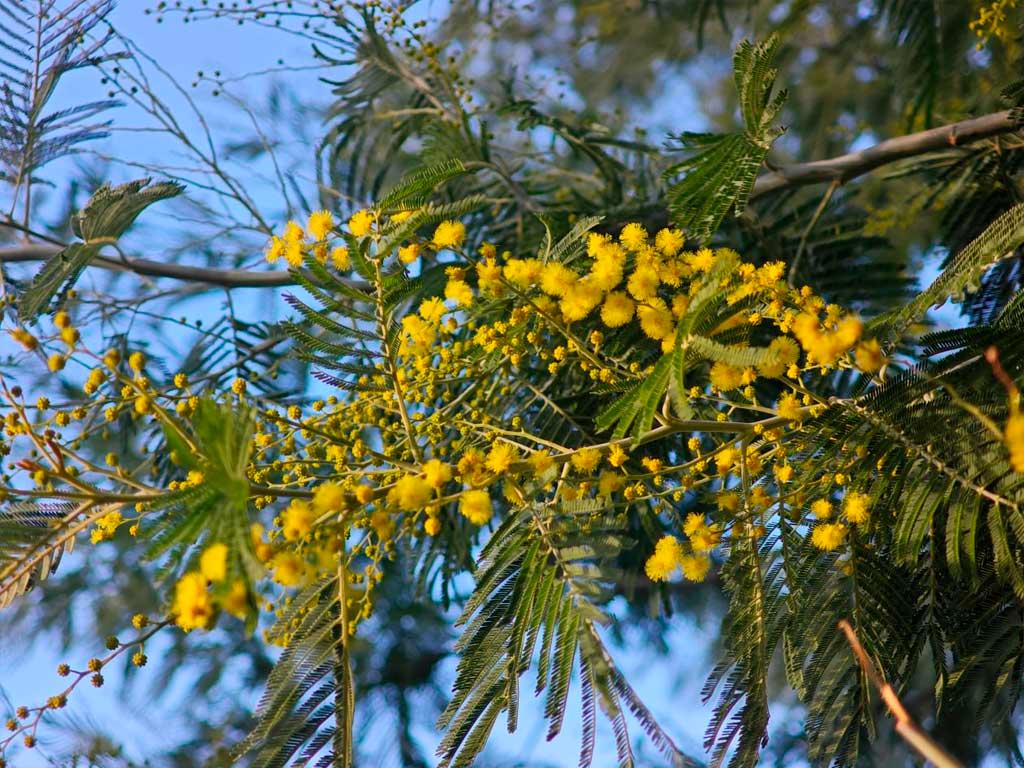 В парке «Дендрарий» в Сочи в эти дни цветет мимоза