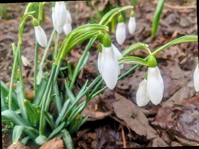 В Сочи за сбор первоцветов могут оштрафовать на сумму до миллиона рубл