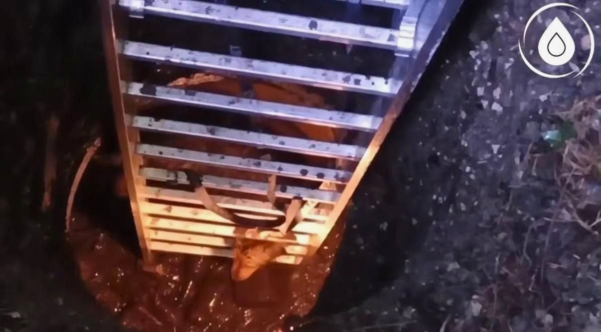 В Сочи спасли собаку, упавшую в 8-метровый колодец