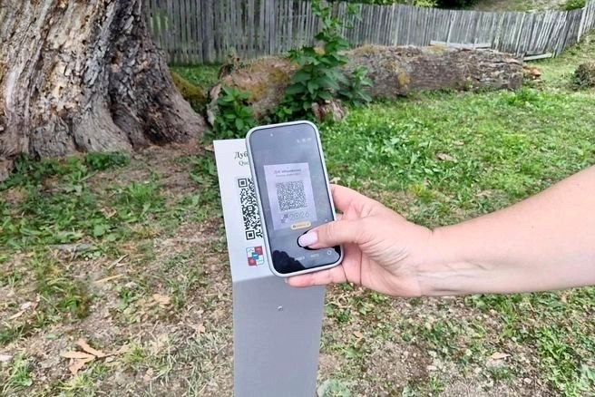 900-летнему иберийскому дубу в Сочи присвоили QR-код
