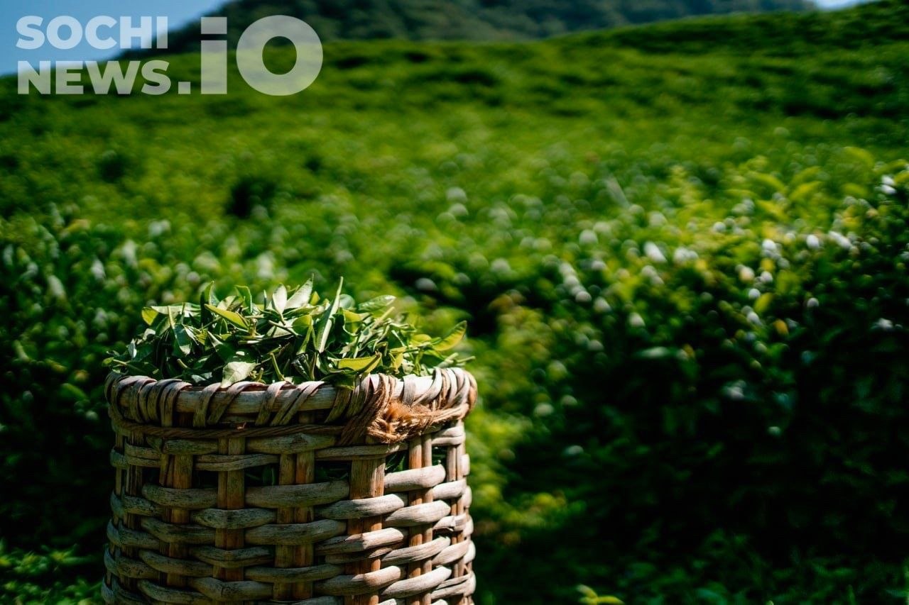 Рост производства чая на Кубани при падении продаж в России